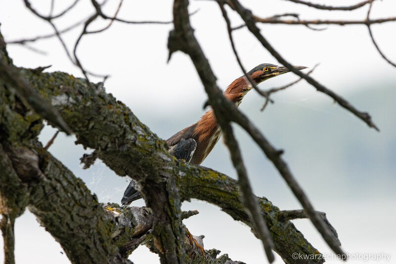 A Hunting Green Heron